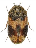 Speckkäfer
